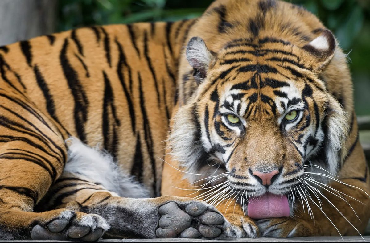 Heindsight's tweet image. In 1967, the jungles of Vietnam contained extra risks to soldiers beyond bullets, traps, and tunnels. It had an entire ecosystem ready to challenge any life unfortunate enough to come into contact. Certain snakes, ants, mosquitos, centipedes and even plants were a problem.🐅🐍🐅