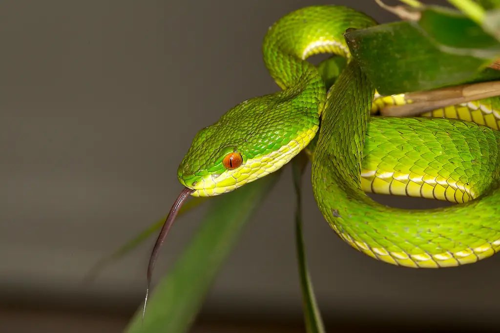 Heindsight's tweet image. In 1967, the jungles of Vietnam contained extra risks to soldiers beyond bullets, traps, and tunnels. It had an entire ecosystem ready to challenge any life unfortunate enough to come into contact. Certain snakes, ants, mosquitos, centipedes and even plants were a problem.🐅🐍🐅