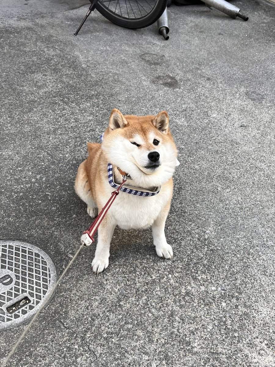 しば犬です。私の汗と涙が染み付いています。 しば犬です。私の汗と涙が染み付いています。