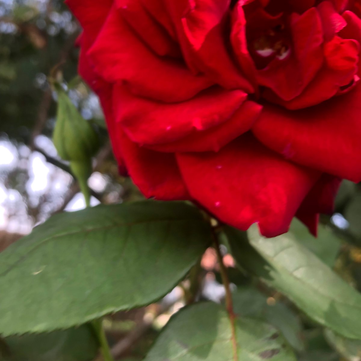 sheikh_haidar's tweet photo. Mums roses ❤️
#flowers #garden #gardening #kent #enland #nature #photography #NaturePhotography https://t.co/5MiU9L8u7v