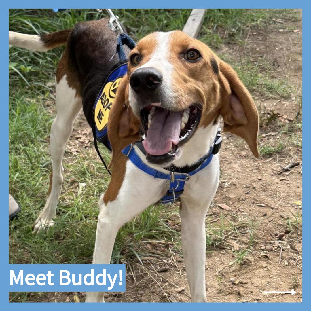 CityDogsRescue's tweet image. Meet adoptable Buddy! Happy-go-lucky Buddy is ready to be your new BFF! This sweet, smiley guy has endless curiosity and is always ready to have fun!

Apply to adopt Buddy today: tinyurl.com/adopt-buddy 🐾

#DCDogs #DogsofDC #AdoptBuddy #Hound