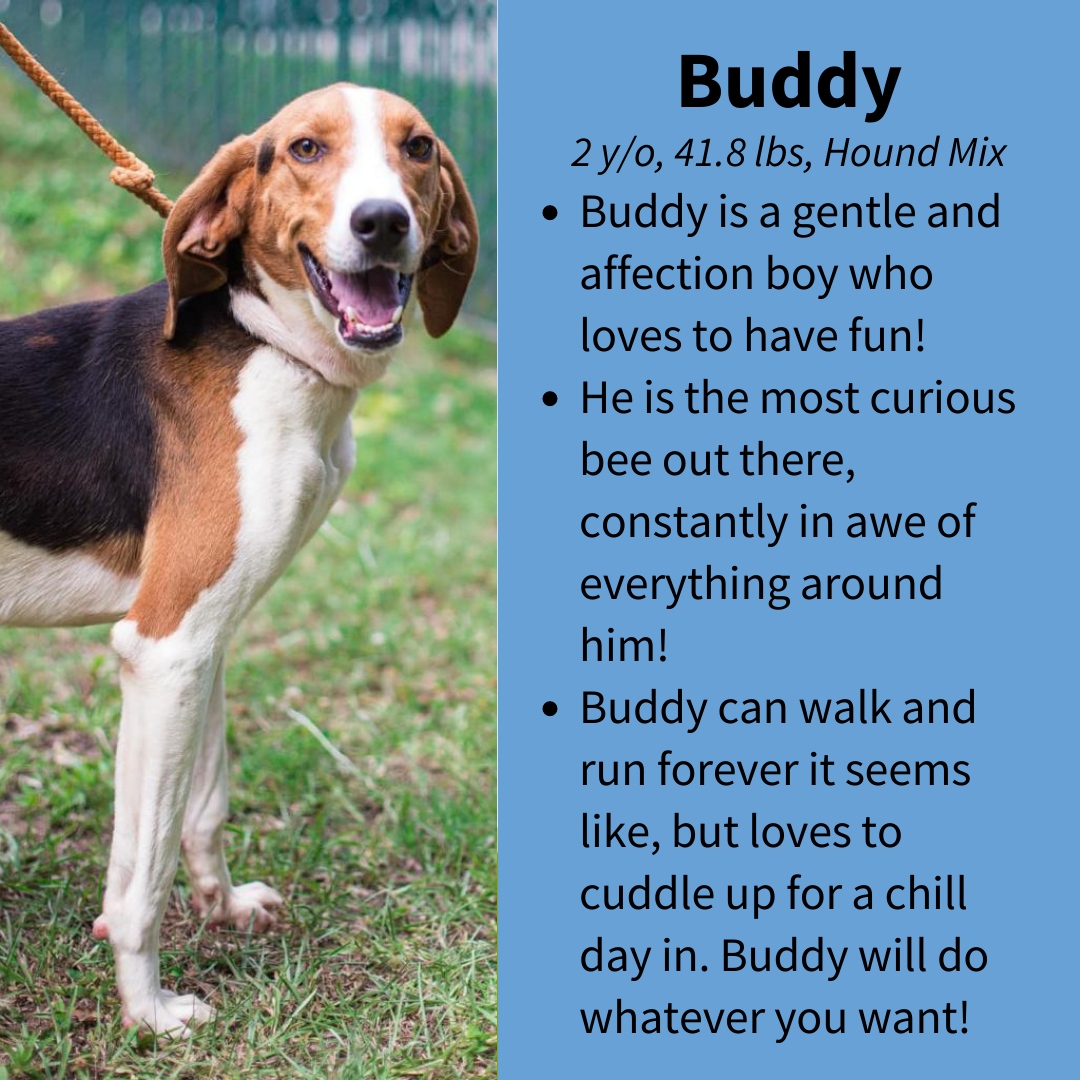 CityDogsRescue's tweet image. Meet adoptable Buddy! Happy-go-lucky Buddy is ready to be your new BFF! This sweet, smiley guy has endless curiosity and is always ready to have fun!

Apply to adopt Buddy today: tinyurl.com/adopt-buddy 🐾

#DCDogs #DogsofDC #AdoptBuddy #Hound
