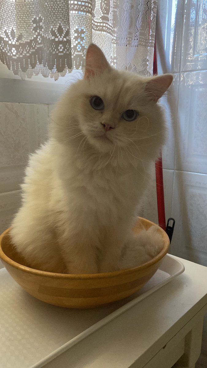 MariviAlba's tweet photo. El pequeño Dante sigue buscando adopción. Ya es un gato totalmente sociable. Es positivo a leucemia, aunque no lo tiene activo. Esto no le impide convivir con otros gatos previamente vacunados. Es jovencito y un amor. ¿Me ayudáis a compartir? 🥺 https://t.co/ZEaYE0bMKp