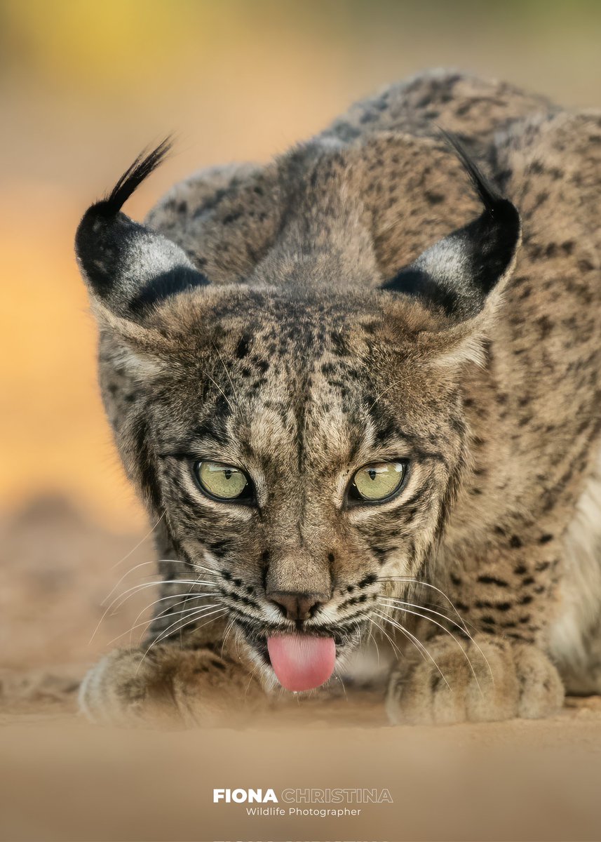FCCPhotography's tweet photo. The Iberian Lynx - I have spent a week looking for and photographing these majestic cats. They are one for the world's most #endangered species of cay, but thanks to #conservation efforts, numbers are currently on the rise.
#TwitterNaturePhotography #wildlifephotography https://t.co/bWlR9Ks0ru