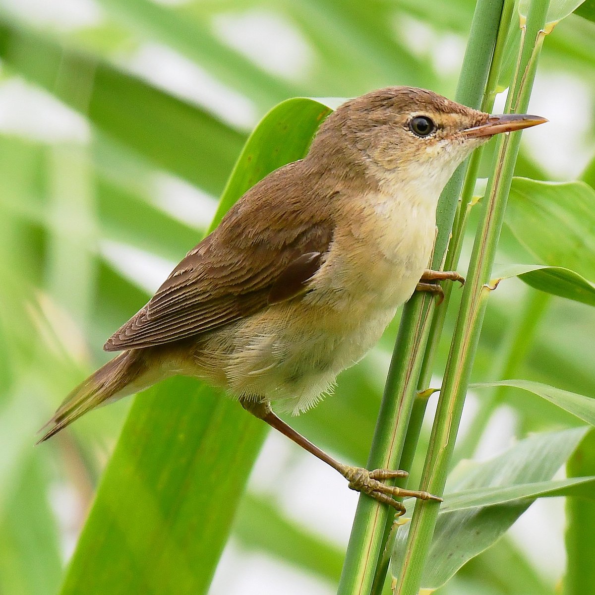 Merv37447363's tweet photo. Reed Warbler, today https://t.co/O8Q6SgW0Ti