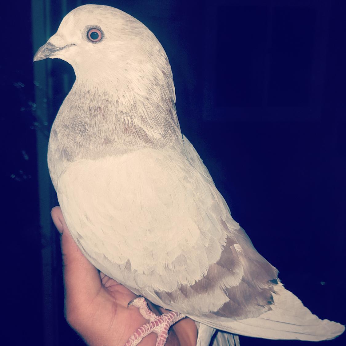 لا “تكذب” من أجل أن تجذب الناس للإعجاب بك، ولا تخف من “الصدق” حتى وإن كان سيُبعد عنك الناس ، الصراحة مع الذات ومع الآخر، أكبر مكسب