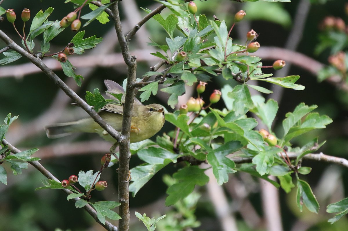 Quite a few lemon juvenile Willow Warbler's around my local patch last weekend <a href="/DurhamBirdClub/">Durham Bird Club</a> #birding #patchwork