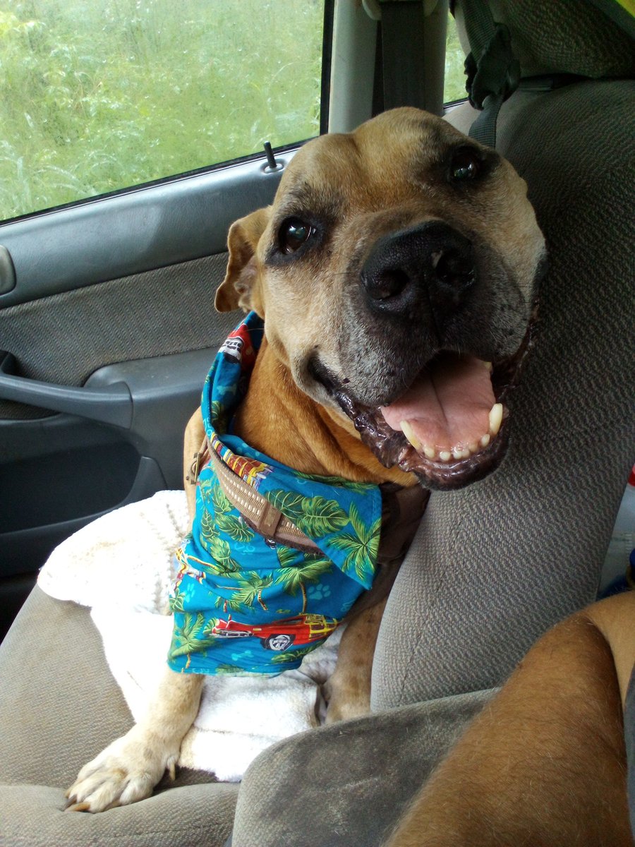 JennaIsKellyEM's tweet photo. @HodaAndJenna @JennaBushHager My service animal (for separation from my Twin SISter @JennaBushHager is #KellyChristineEMerson 💖💙) died (#Like the #NaziDoctors told our Family you did at birth) 15 days after his 14th birthday
That's why EYE came to NYC to meet my Twin SISter WHO is a #Slave of #NaziBushClan https://t.co/U5lWUUOpKM