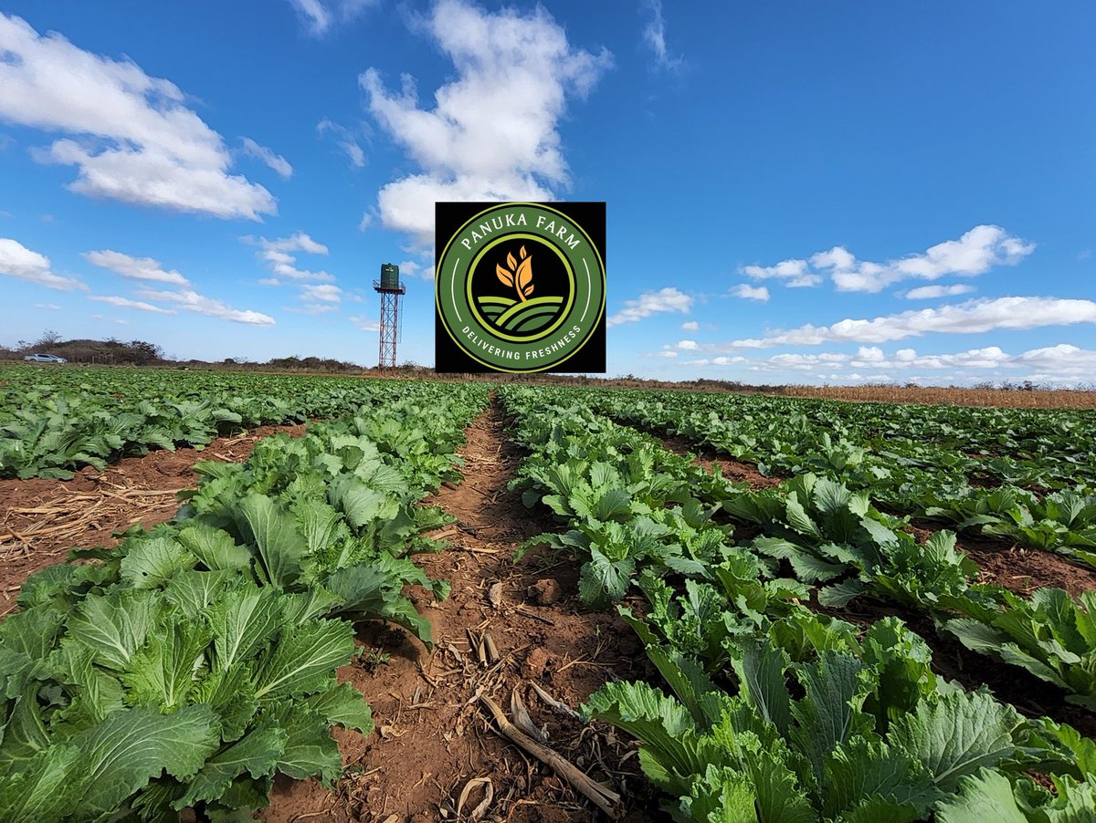 Panuka AgriBiz Hub tweet media