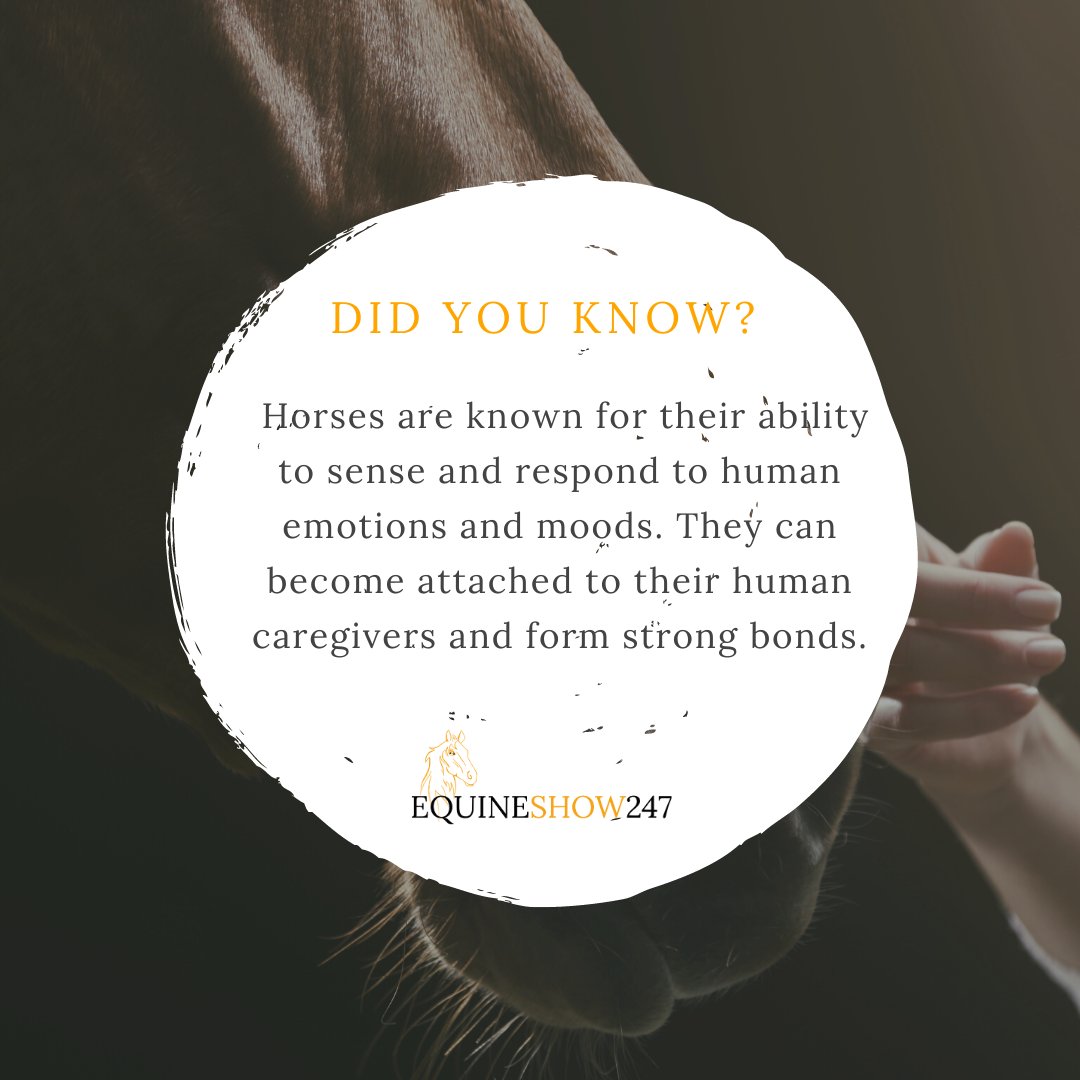 Did you know? equineshow247.com #virtual #exhibition #open247 #equine #equestrian #equinefacts #horses #ponies #didyouknow