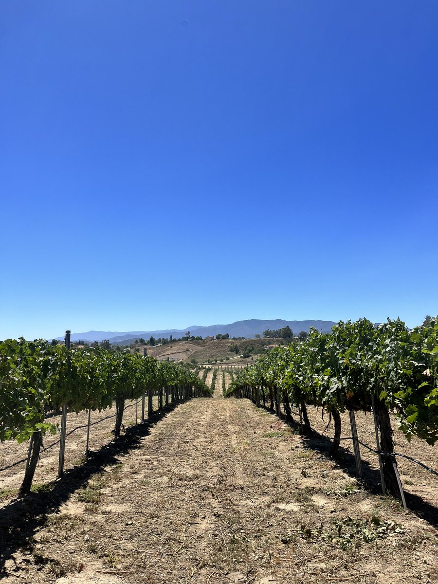 What a gorgeous day in #temeculawinecountry 

#avensolewinery #visittemecula #liveglassfull