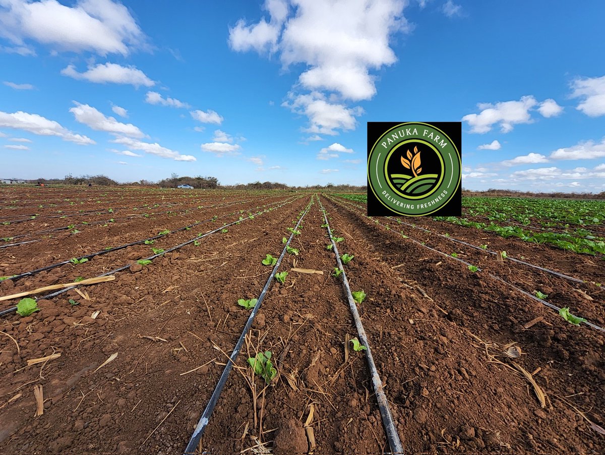 Panuka AgriBiz Hub tweet media