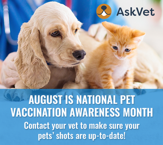 AskVet247's tweet photo. Protect your furry friend! August is National Pet Vaccination Awareness Month, make sure to schedule their shots today and keep them healthy and happy. 🐾🏥 

#PetVaccinationMonth https://t.co/mElbpFz6Vb