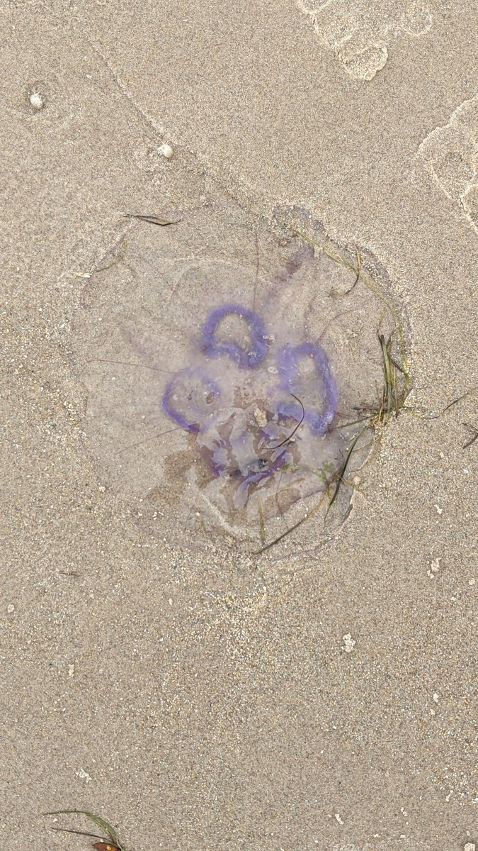 Virtually an empty beach but the wind from the north had a bite to it. Plus found loads of these on the sands. #bamburghbeach