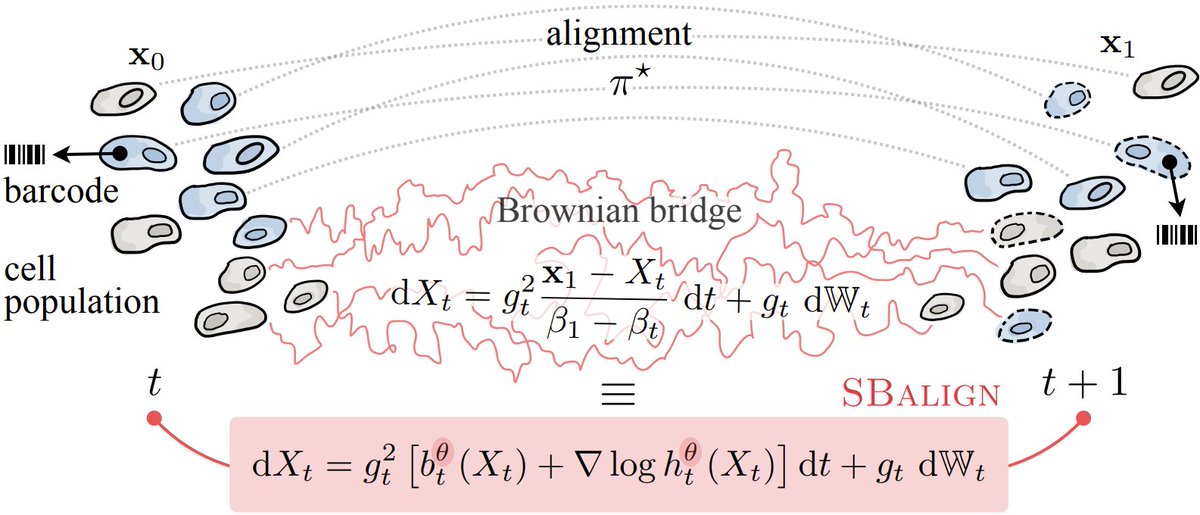I'm happy to present our extension of Schrödinger Bridges to paired data at UAI 2023 in Pittsburgh. Attend our spotlight presentation today or come to the poster session to learn more!

@_vsomnath <a href="/yapinghsieh/">Ya-Ping Hsieh</a> <a href="/_bunnech/">Charlotte Bunne</a>
#MachineLearning #Diffusion #SchrodingerBridges