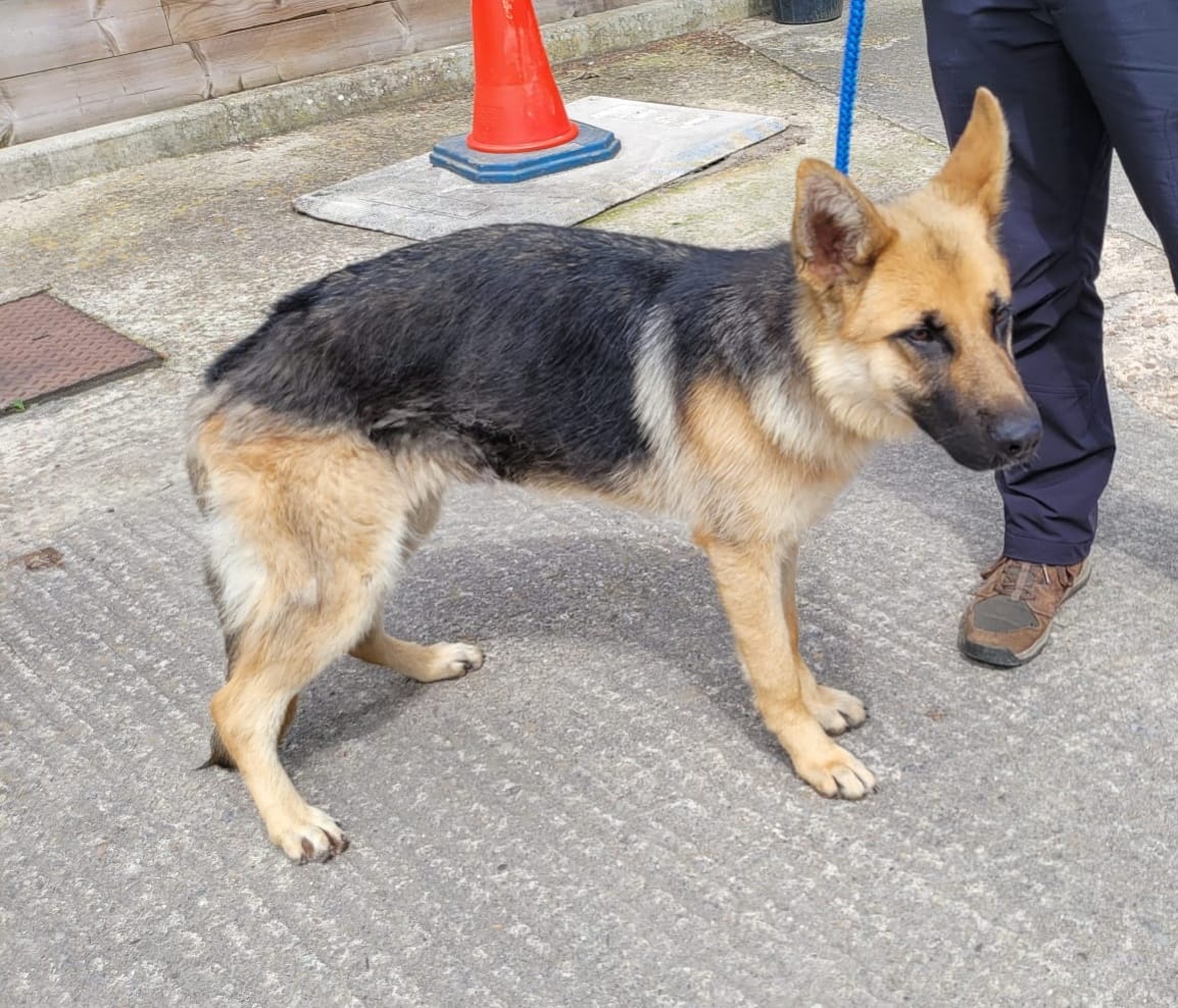 #StrayDog #found in #LumbLane #Bradford #BD8 area. If you are the legal owner of this #dog please ☎️01226 762391. Proof of ownership required & all council & kennel fees to be paid. facebook.com/profile.php?id… #FoundDog #dogsoftwitter #Stray #GermanShepherd