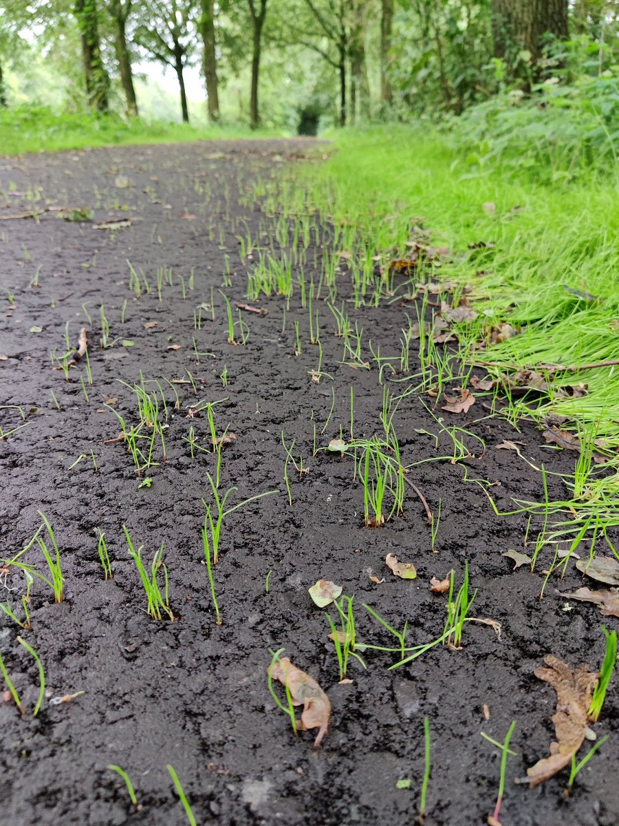 Zelfs het asfalt bloeit in Zeewolde dankzij het groeizame weer! <a href="/FlevolandWeer/">Flevoland Weer</a> <a href="/weermanrobert/">➡️ Robert de Vries</a> <a href="/Weerplaza/">Weerplaza.nl</a> <a href="/weeronline/">Weeronline</a> <a href="/helgavanleur/">Helga van Leur ☀</a> @weermanreinier