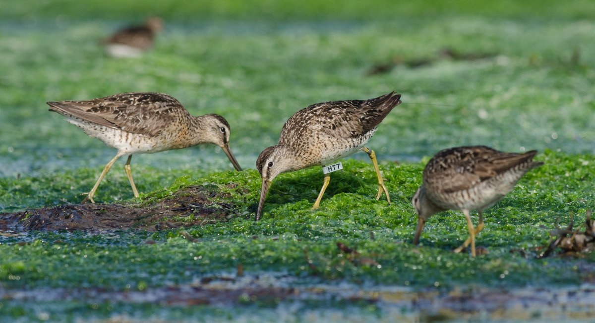 Check out this short-billed dowitcher 'HT7' wearing a #LotekNanoTag.  This collaborative research project between @MountAllison and @eccc_news looks to track and study shorebird migrants in Atlantic Canada & across the western hemisphere.

📸:Alix Arthur d'Entremont