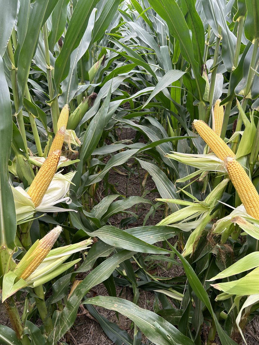 Dan Emmert (@danemmert) on Twitter photo Anyone know of an app that will count kernels for you? @GranularAg and <a href="/PioneerSeeds/">Pioneer Seeds U.S.</a> used to have one, but it’s gone. Counting kernel rows and length on several ears gets tiresome and time consuming. #AgTwitter Anyone know of an app that will count kernels for you? @GranularAg and <a href="/PioneerSeeds/">Pioneer Seeds U.S.</a> used to have one, but it’s gone. Counting kernel rows and length on several ears gets tiresome and time consuming. #AgTwitter