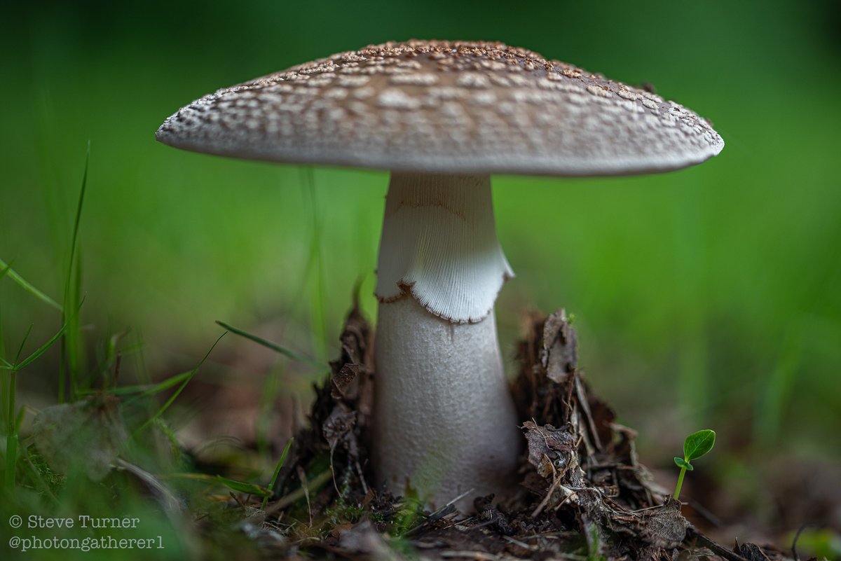 photongatherer1's tweet photo. ...48 hours later. #fungi #mushrooms #Blushers #ephemera
Amanita rubescens https://t.co/GOu0vtImtH