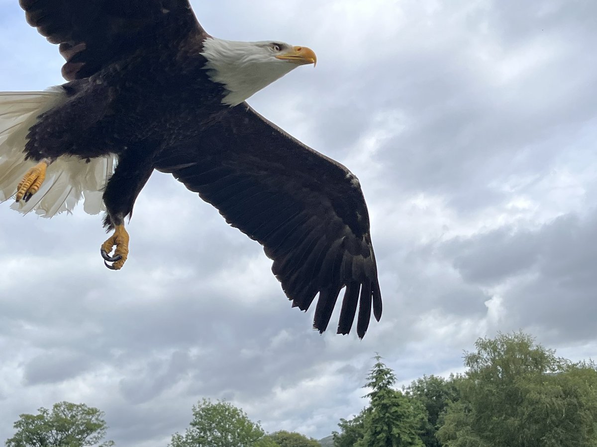 gemtrainor's tweet photo. Fantastic bird of prey display at @MuncasterCastle today! Everyone thoroughly enjoyed it https://t.co/TJBCWuVNgB
