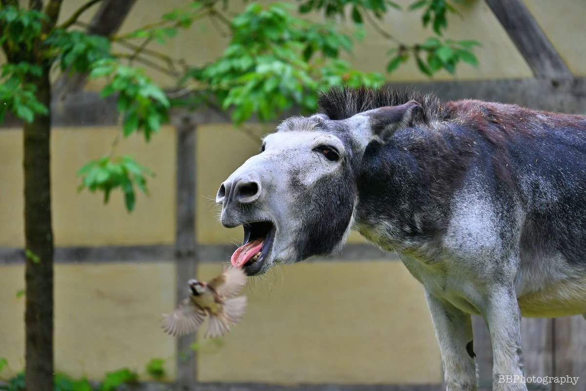 BBPhotography71's tweet photo. coughing up a bird………#photography #photographer #nikon #nikonphotography #nikonzfc #nikonzfcmirrorless #donkey #donkeysofinstagram #animalsofinstagram https://t.co/ryEFM9b2bY