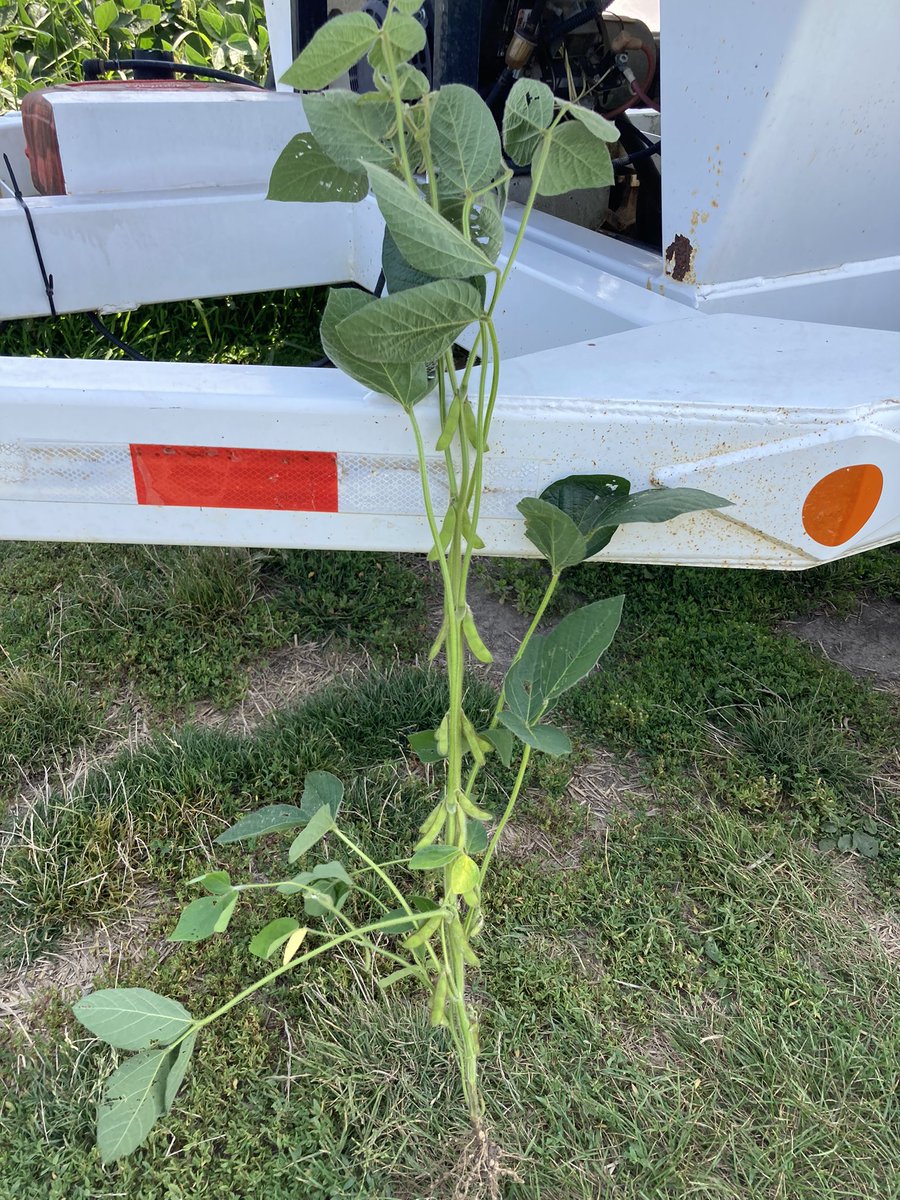 logel_chris's tweet image. A little early yet but looking forward to seeing what these baby’s will do in another 6 weeks!  P08A44E Enlist @burnhamfarms