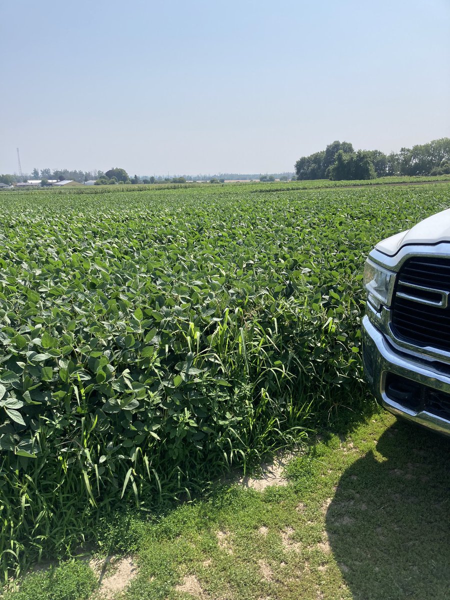 logel_chris's tweet image. A little early yet but looking forward to seeing what these baby’s will do in another 6 weeks!  P08A44E Enlist @burnhamfarms