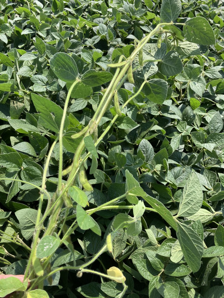 logel_chris's tweet image. A little early yet but looking forward to seeing what these baby’s will do in another 6 weeks!  P08A44E Enlist @burnhamfarms