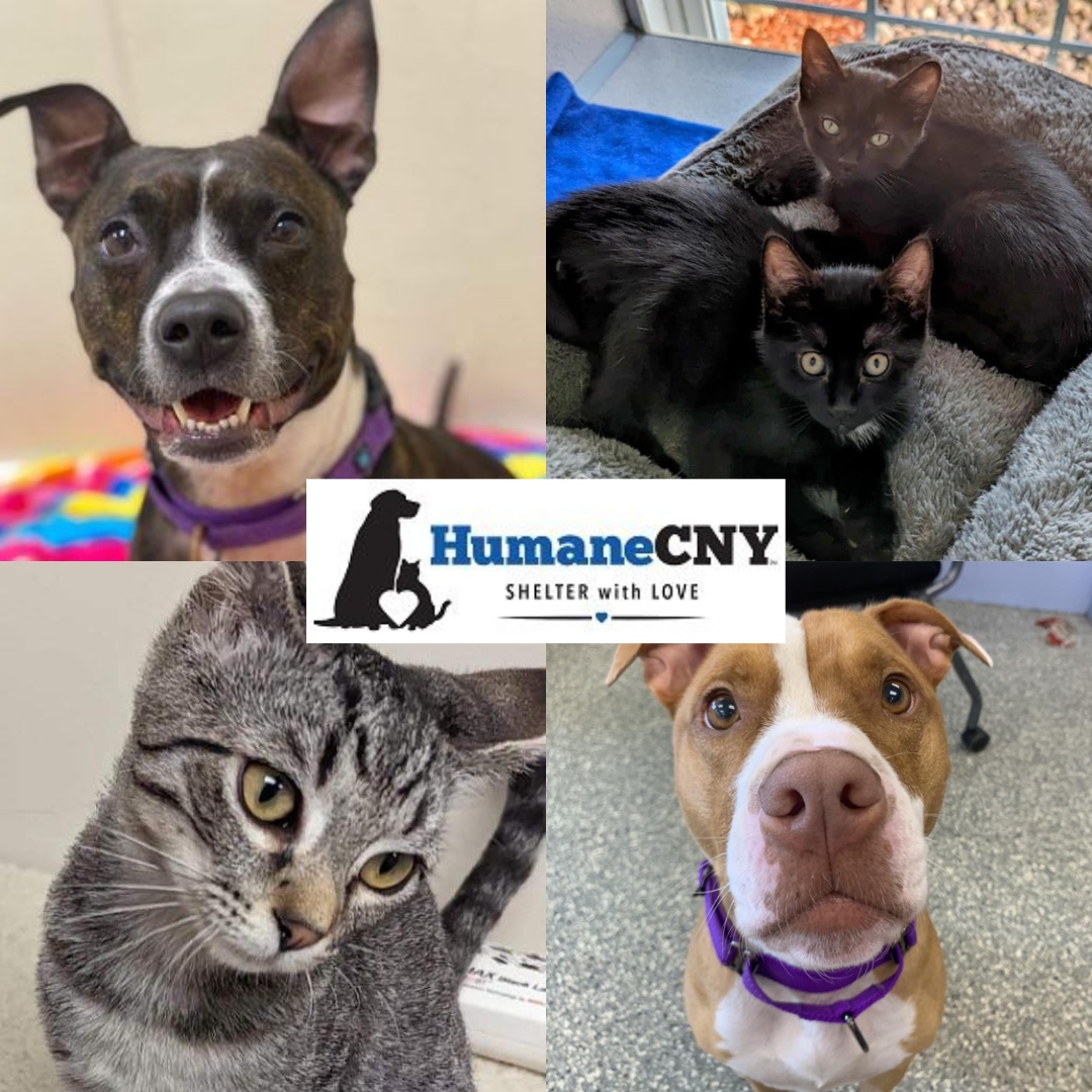CnyTuesdays's tweet photo. Did you miss this week's recipient? Let's reintroduce you to HumaneCNY!
HumaneCNY is a no-kill shelter in Liverpool, NY. They want to make sure every animal that comes to them gets a chance to find a forever home. 
Want to get involved? They are always looking for volunteers a... https://t.co/wcHp8hDGyO