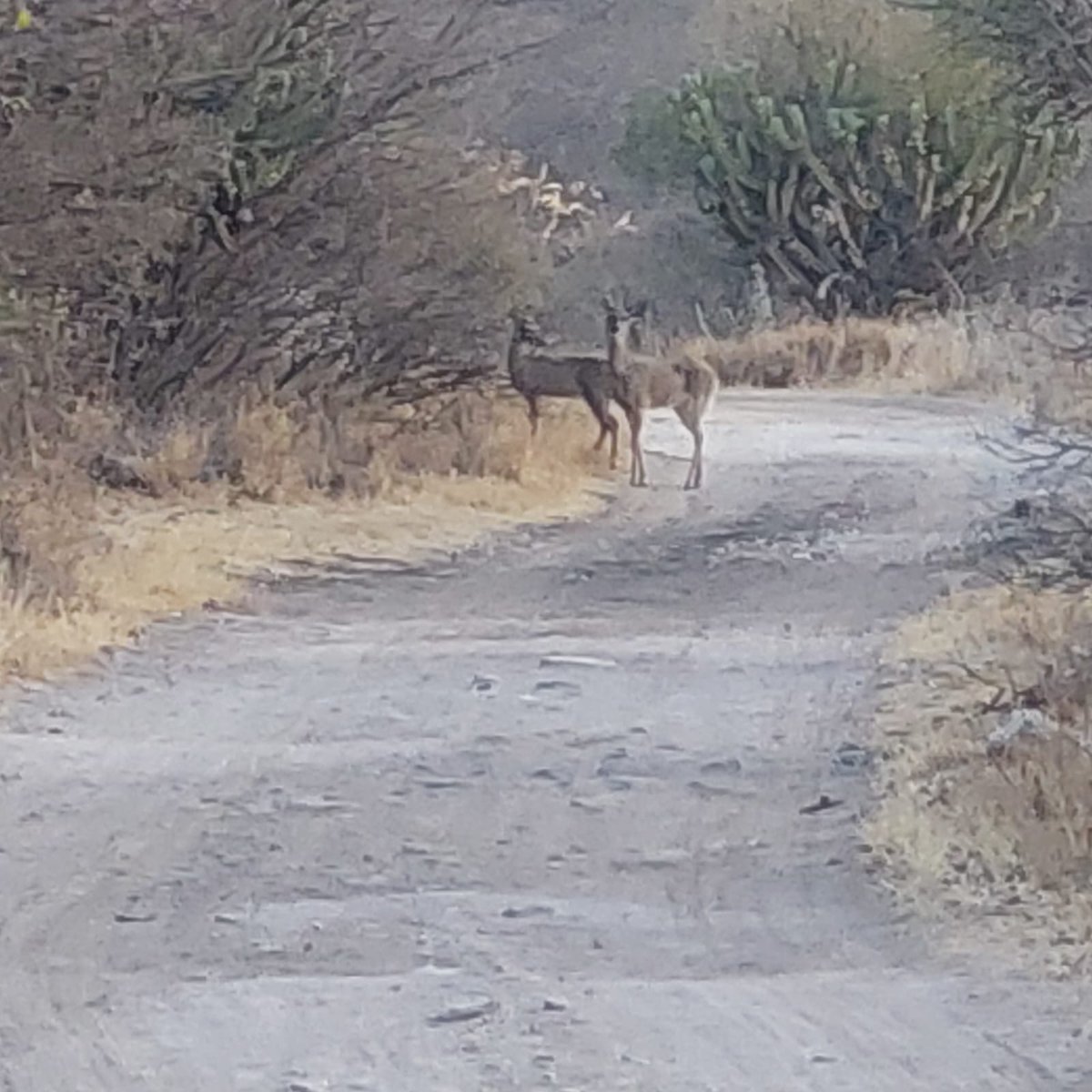 zelma_murillo's tweet photo. @Lugoalaire me apoyas? El bordo de agua de enfrente de mi casa en Nuevo Progreso @MpioCorregidora @RobertSosaP @gobqro @makugo está contaminado, los patos están muriendo. Los venados están tomando de esa agua y no nos vienen a limpiar la zona, pedimos ayuda #URGENTE https://t.co/GVM6x3qbql