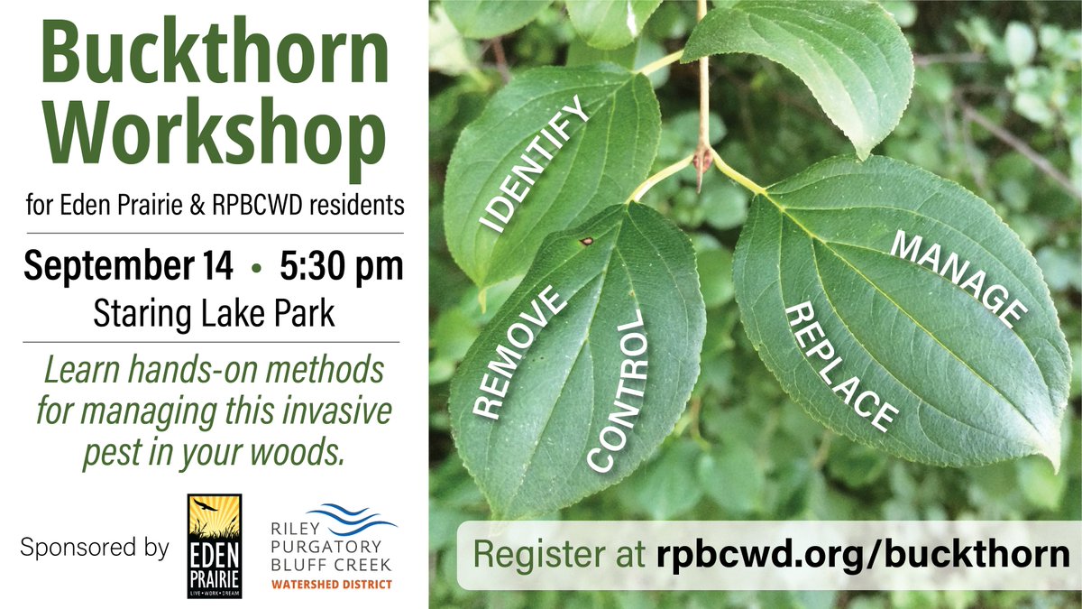 RPBCWD's tweet photo. Join RPBCWD and the @CityofEP on September 14th  for a Buckthorn Workshop. The first part of the workshop will take place indoors with a presentation about the benefits of controlling buckthorn, how to identify it, and an overview of control methods. https://t.co/xzVwCe1VeY