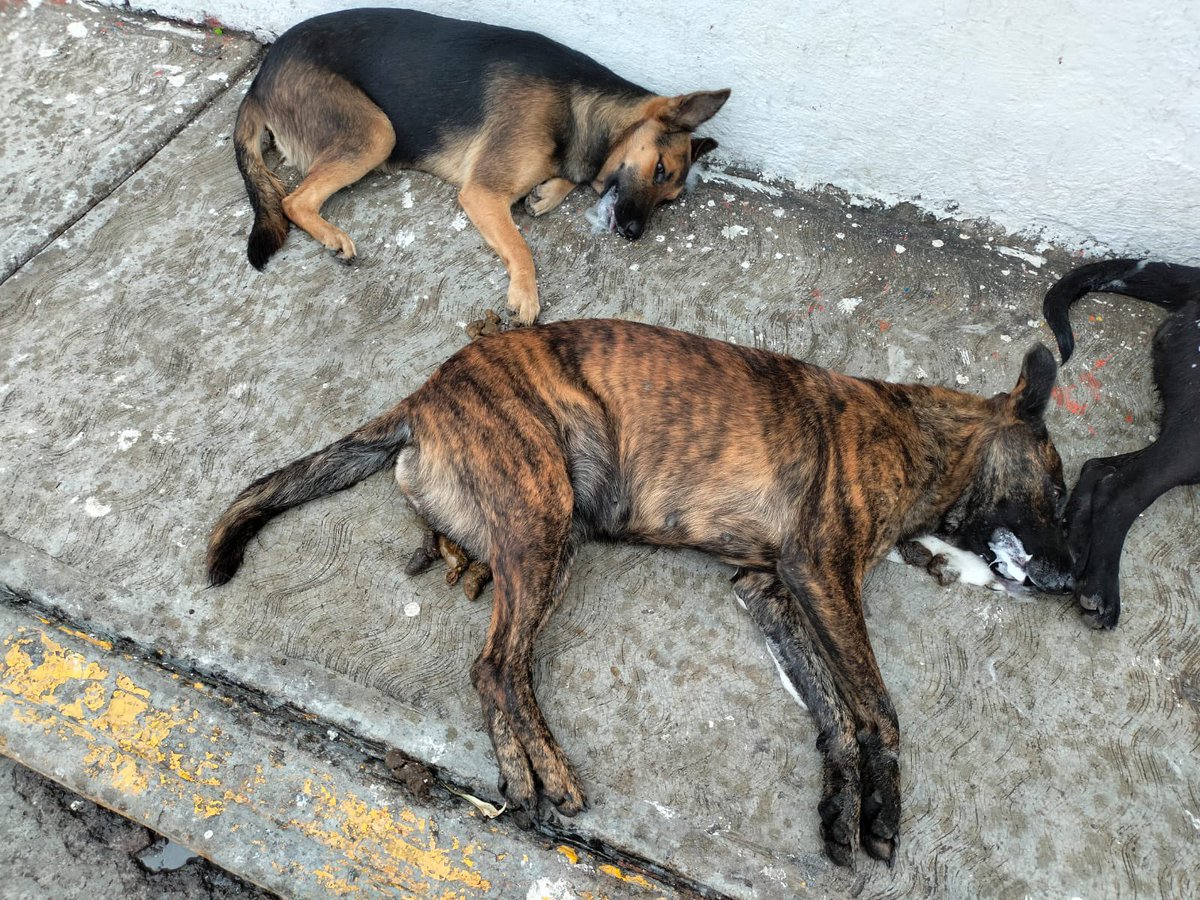 FerCruzReporter's tweet photo. ‼️MUEREN 9 PERROS APARENTEMENTE ENVENENADOS EN CALLES DE LA COLONIA FRANCISCO I. MADERO EN #NICOLÁS ROMERO #EDOMEX.  EL DUEÑO DE LA POLLERÍA “YERETZU” EL SOSPECHOSO‼️ https://t.co/QQVu3MdlWl