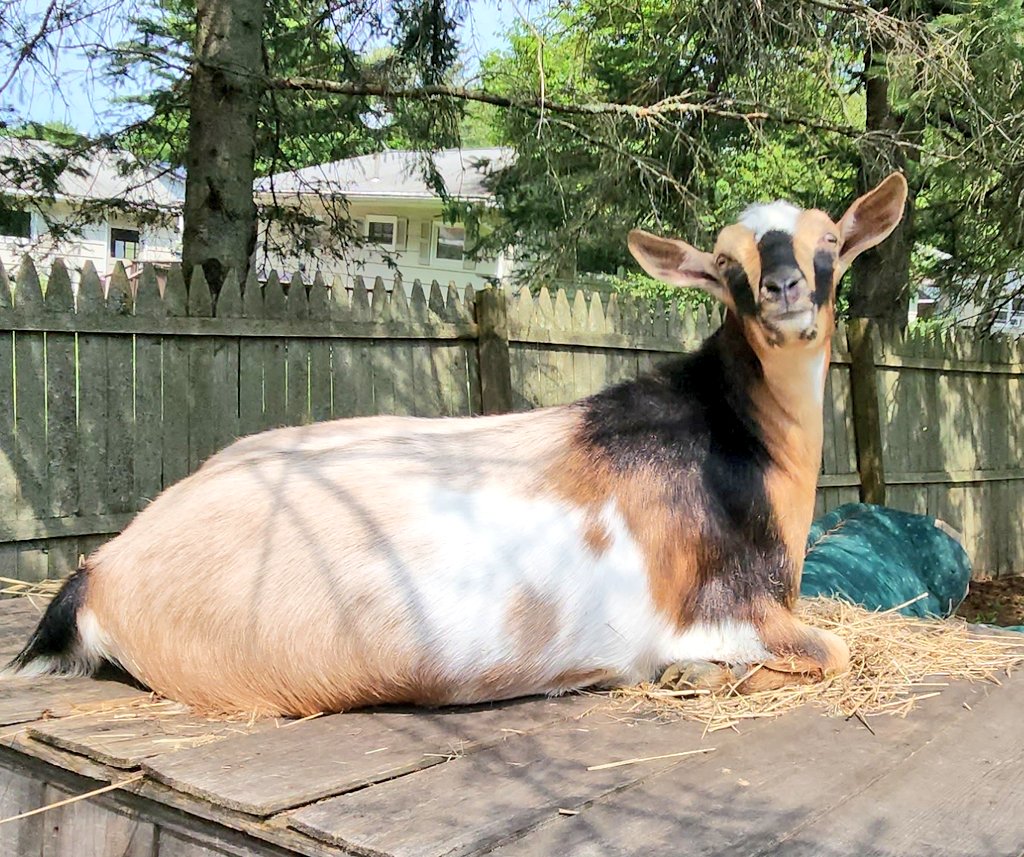 Good afternoon! If you're following us and we're not following back, please say Hi! below. If you're a "I send nudes to DM" account, no offense, but probably won't follow back, but please feel free to follow us. We're little goat boys and don't wanna see what your mama gave you🙈