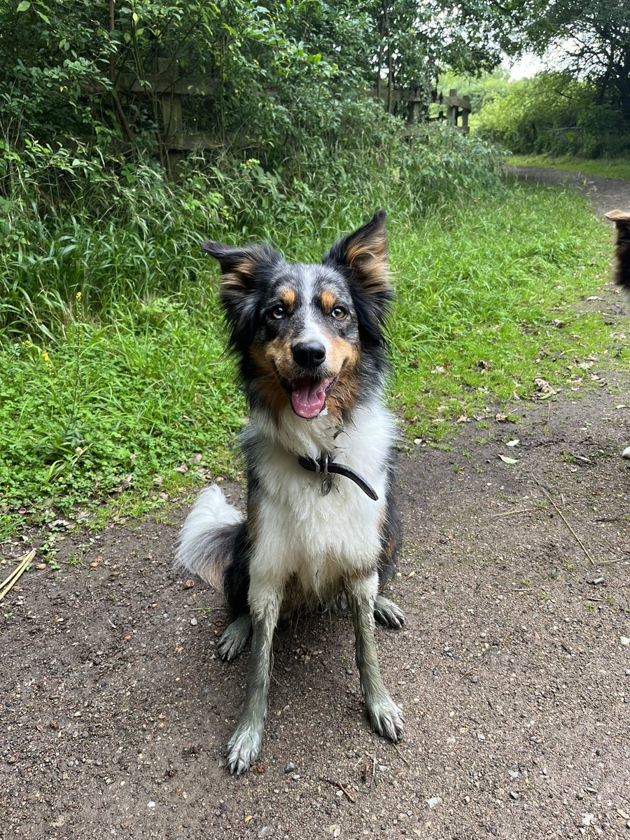 PerfectKaia's tweet photo. Did some holibobs bog snorkelling #dog #dogs #bordercollie https://t.co/VZUfrhW3Dk