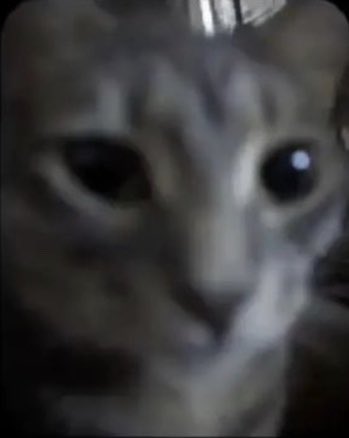 bxwiaos's tweet photo. cat https://t.co/fYHYS7DgOM