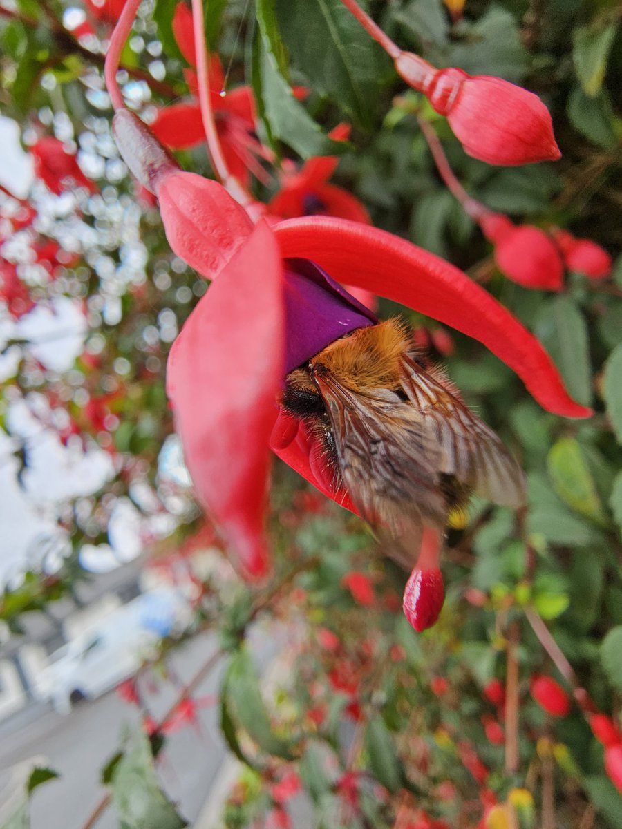Ion_Stah's tweet photo. It's so frustrating that a Bee won't stay in one place for a proper photo shoot ๐
๐
๐ฃ
#madewithgalaxy
#shotonsnapdragon
#FYP
#Samsung #S23Ultra
@SamsungUK
@Snapdragon_UK
@Snapdragon
#mobilephotography
#bee https://t.co/2P5aXw3SOF