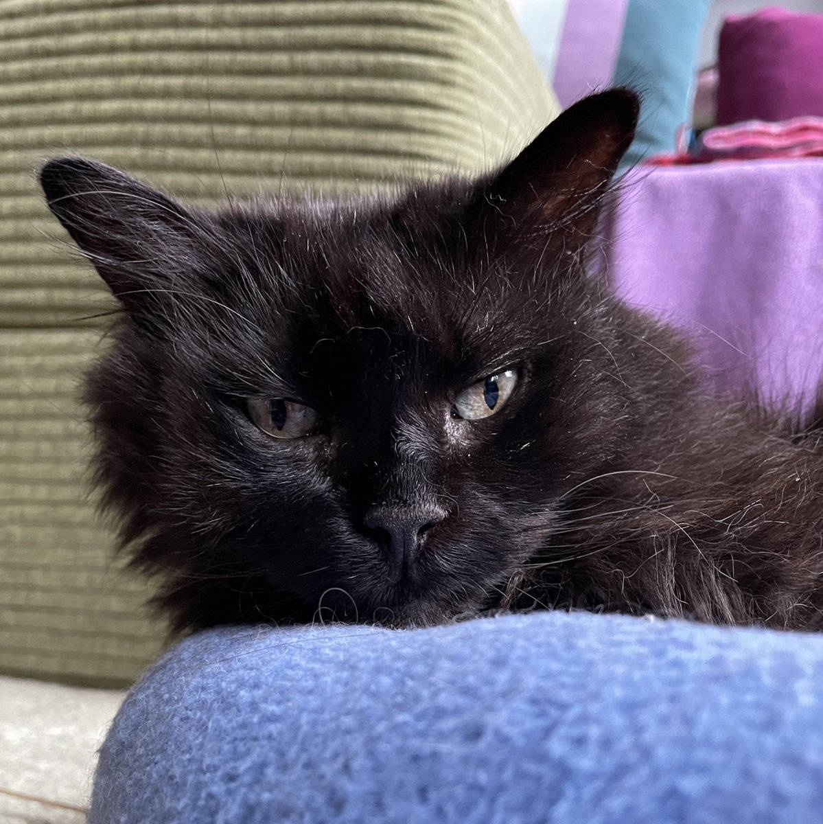 Nachtiflauschzeit, liebes Schatzenvolk! Schlaft recht fein und #FlauschTheCurve 😊🌜🌖🌟✨⭐️💫😴😙💚🩵💜💙