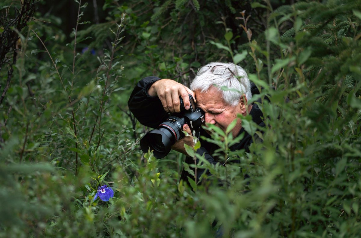 DenaliPhotoTour's tweet photo. Wildflowers are here! 🌼 🌺 🌸 And we love to see your creative positions to capture these beauties 🤩 . 

#denaliphotoguides #lightwranglers https://t.co/DCJICQiLRF