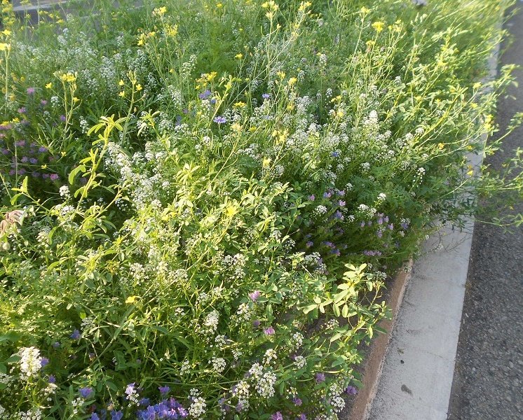 En els primers dos plens ja ha sortit un tema habitual: les Males Herbes.

Ahir vaig tornar a explicar que aquest terme no és correcte a nivell ecològic i que aquestes herbes són importants en la transformació urbana.

✨No existeixen les males herbes✨

Obro🧵amb 3 punts clau: