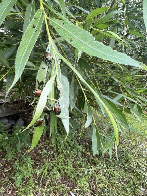 These are all over my backyard bush.. what are they and how do I get rid of them lol https://t.co/kB
