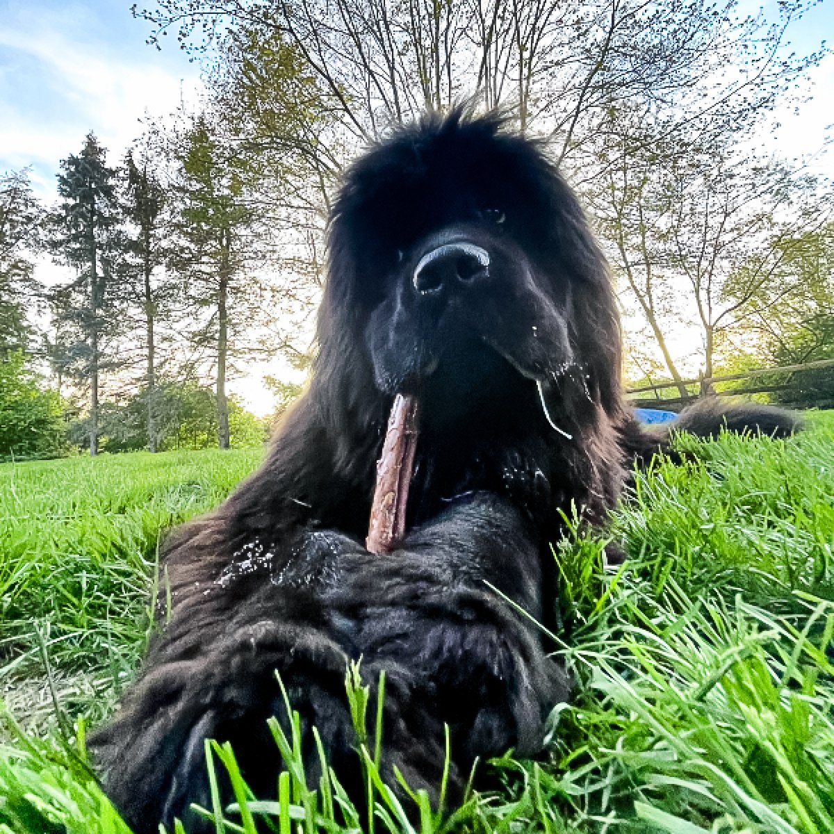 Best Bully Sticks tweet media