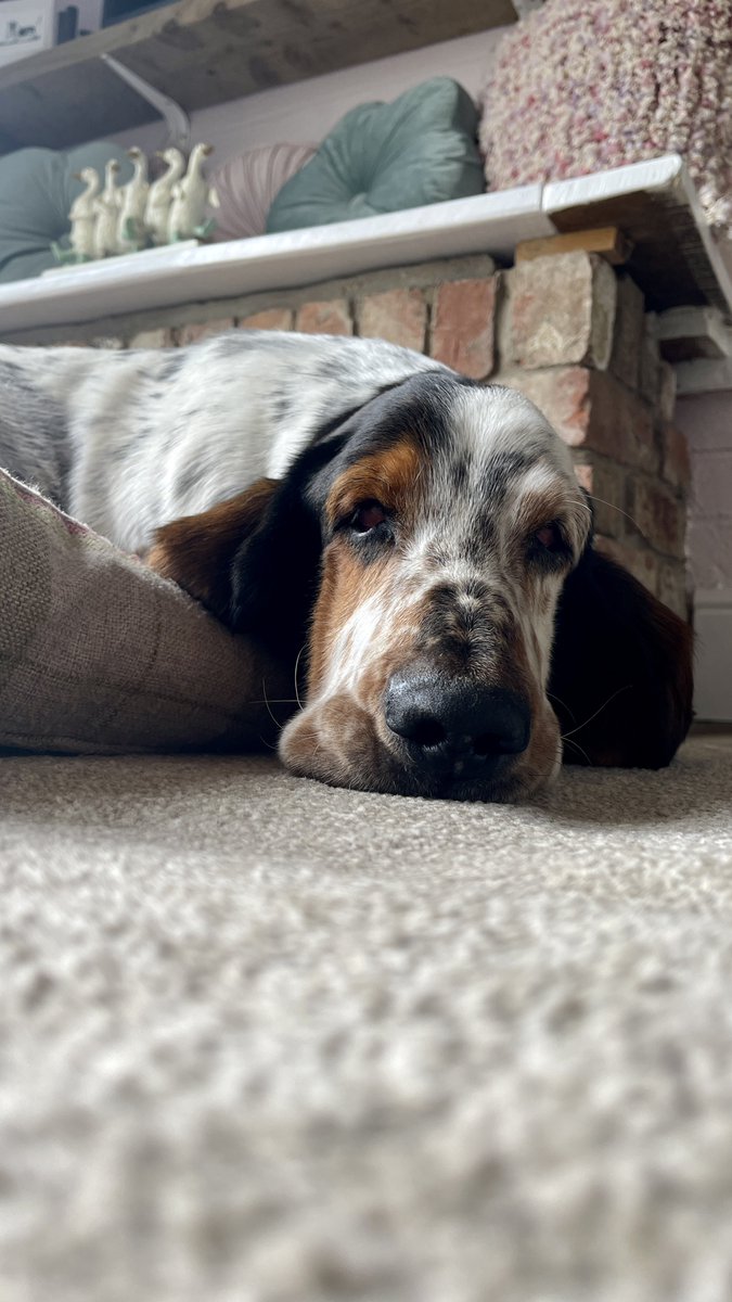 Post the last photo of your pet on your phone. 

I’ll go first. 

No cheating 👀