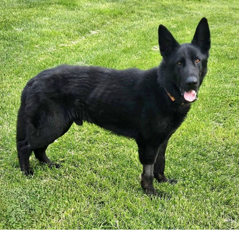 Meet Shadow the German Shepard! He is young and full of puppy energy, sloppy kisses, bounces, and affection. Are you a perfect match for this big puppy? Read more on Petfinder: petfinder.com/dog/shadow-625…
