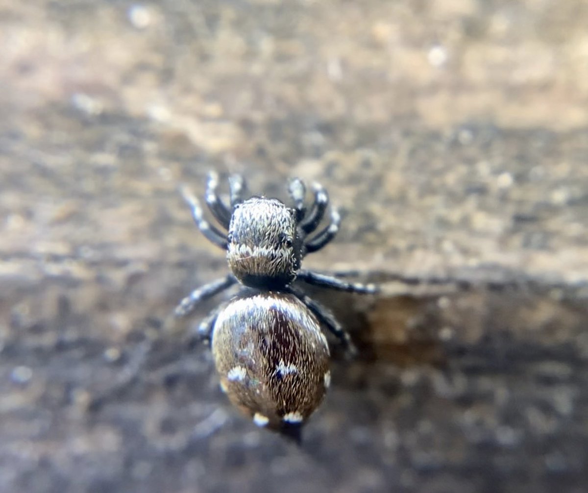 merlinmundo's tweet photo. Una simpática y diminuta araña saltarina del sur de Francia en mi calcetín resultó de importancia fotográfica. @Arachno_Cosas un saludo desde DAX https://t.co/K9uTVCo0eT