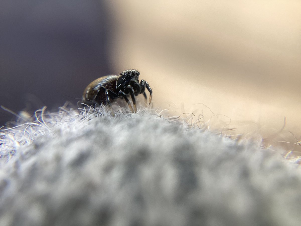 merlinmundo's tweet photo. Una simpática y diminuta araña saltarina del sur de Francia en mi calcetín resultó de importancia fotográfica. @Arachno_Cosas un saludo desde DAX https://t.co/K9uTVCo0eT