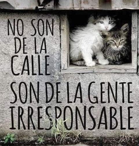 rogeliomtz75's tweet photo. La calle MATA. NO ABANDONES. 🐾 https://t.co/6GIKoT5i4D
