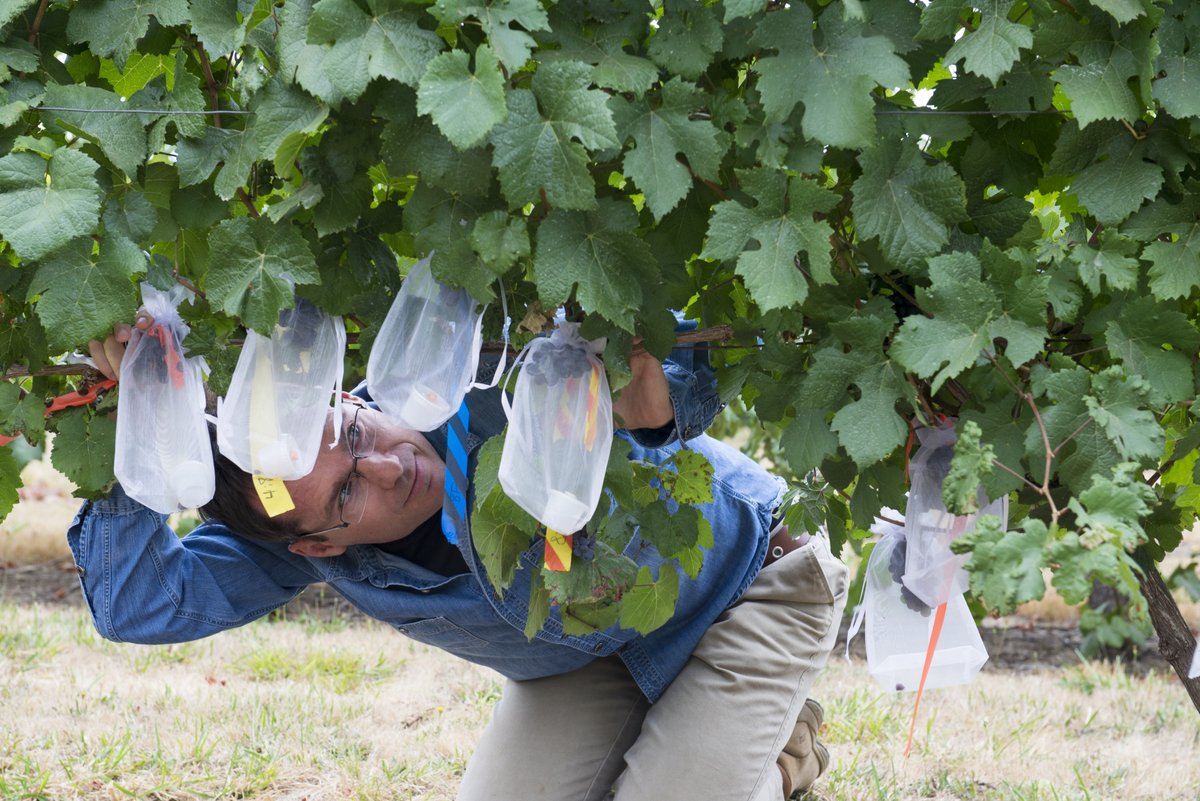 Vaughn Walton joins <a href="/OPBTOL/">ThinkOutLoud on OPB</a> to talk about one of the big threats to vineyards—the vine mealybug.

Research at Southern Oregon Research &amp; Extension Center is helping to provide growers with a variety of tools to deal with this pest. #wine #viticulture

🍇 opb.org/article/2023/0…