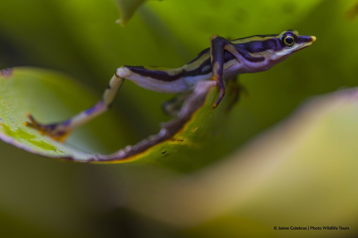 (2/2) Thanks to <a href="/DisneyConserves/">Disney Conservation</a>, Re:wild and our partners with #AtelopusSurvivalInitiative - <a href="/arcasapos/">Centro Jambatu</a> &amp; <a href="/BioparqueAmaru/">AMARUBIOPARQUECUENCA</a> are working with the local communities to protect these jewels of the forests while raising awareness around the importance of healthy watersheds and forests