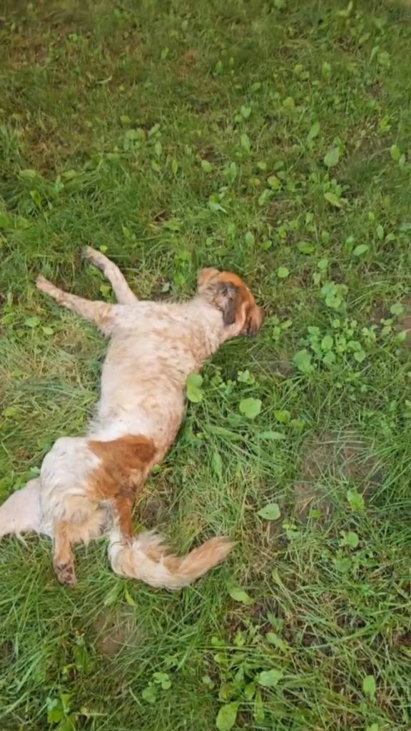 царица идеальных блондов tweet media